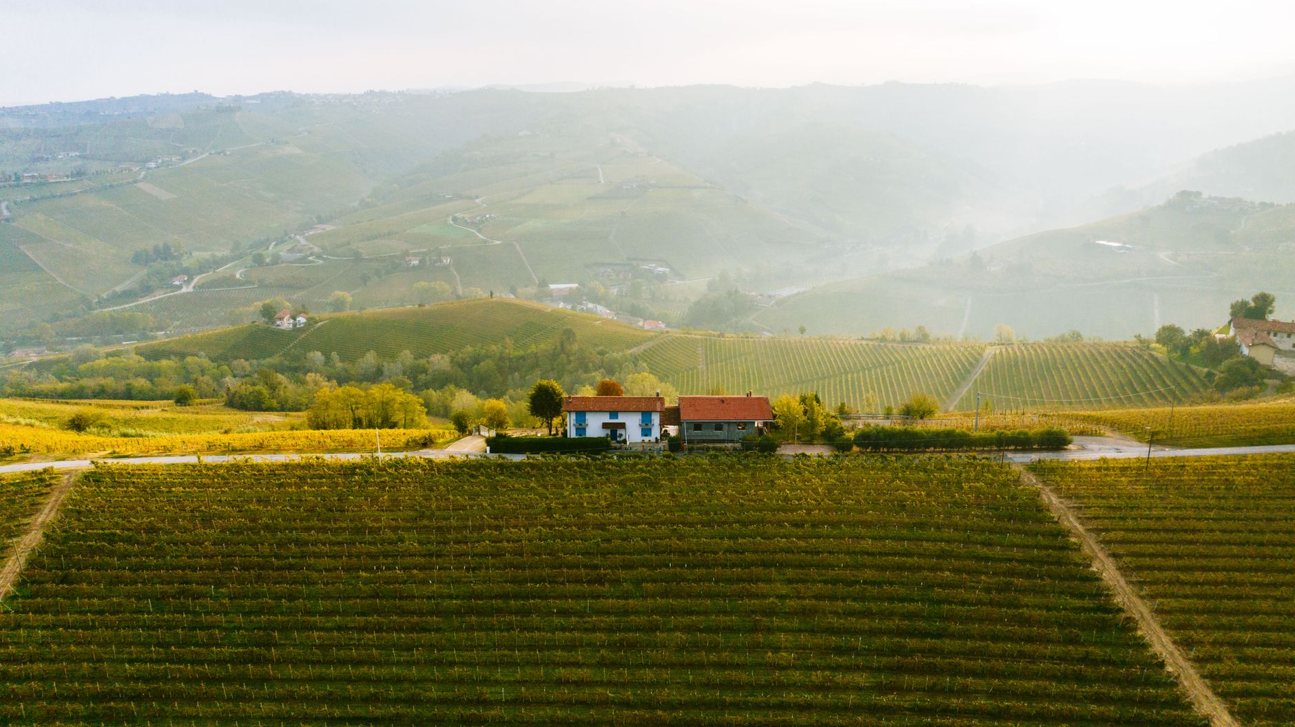 Piedmont vineyards in late autumn